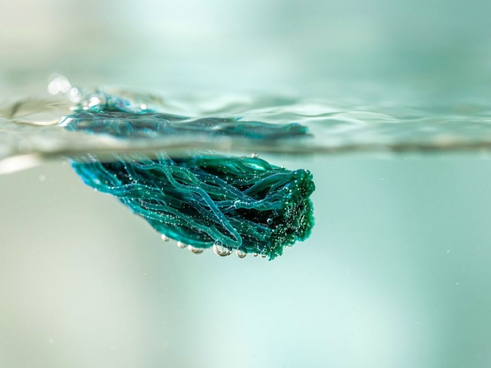 zielona spirulina na dłoni